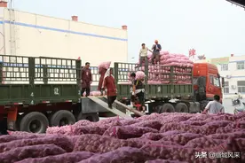 金乡大蒜的销售情况图片