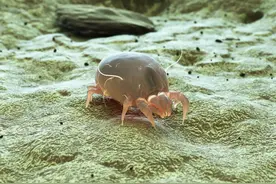 床上5个迹象说明螨虫“泛滥”，五招教你如何科学除螨！图片