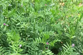 曾是饥荒年的“救命粮”，老人称它为“补肾草”，你家乡或许就有图片