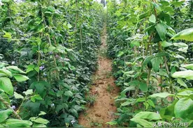 7月种植豆角，牢记这五个诀窍，豆角长得快，开花多坐果多图片