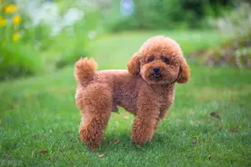 泰迪狗大便拉不出来怎么办图片