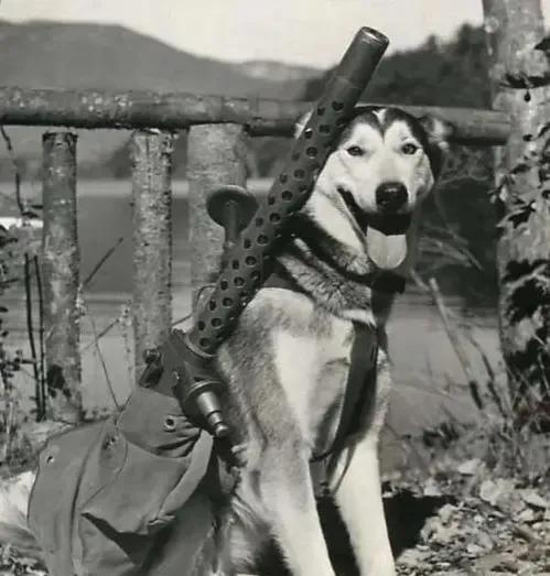 1939年日军“狼狗部队”无人可挡，董翰良猛拍大腿：怎么把它忘了