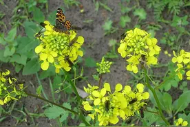 白芥子，你知道不？图片