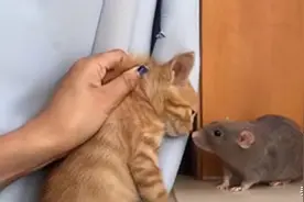辽宁一老鼠骑在猫身上，主人：鼠曾把猫咬出血过，现在不打架图片