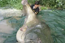 世界上最大的淡水鱼，能长到600斤，入侵我国后为何没有泛滥？图片