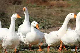 春季鹅的常见病及其预防措施图片