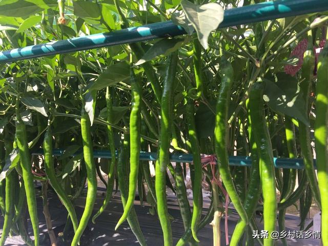 用人吃的东西来种菜和养花，化肥农药全省了，即增产又防病害