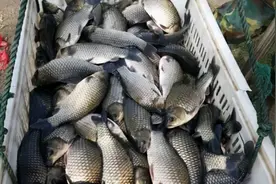 缓解腰腿疼，光靠药物也不行，这两个食疗法你掌握了吗图片