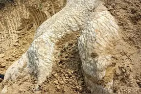 "龙爪"化石被发现？湖南一地挖出一"龙爪"石头附有"鳞片"形象逼真图片