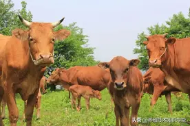牛放线菌病危害可不小，防重于治！看看你防对了没？图片