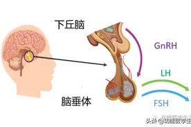 荷尔蒙——呵护女性一生的朋友图片