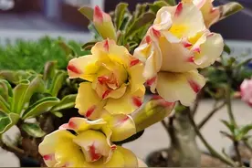 沙漠玫瑰怎么修剪？把握2个最佳修剪时间，开花灿烂鲜艳图片