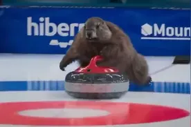 如果让土拨鼠来参加冬奥会，裁判可能会被当场萌死图片