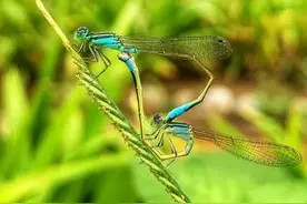 炎炎夏日，脖子刺痒难耐！姑姑的小妙招帮助了我图片