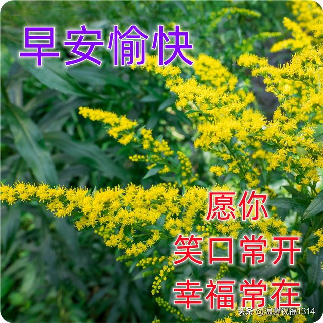 11月15日星期二最新早上好问候图片带字 微信群发暖心的早安图片