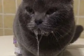 猫咪流口水不仅仅是口炎？了解一下其他原因！图片