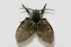 门窗关闭，卫生间的小飞虫从哪里来？有何危害？传疾病、寄生人体图片