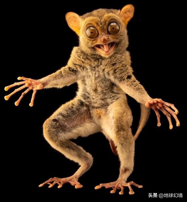 (世界十大恐怖动物之一) - 冷思维