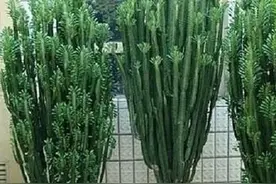 民间称龙骨是镇宅花卉，它皮实好养，日常养护注意这几点图片