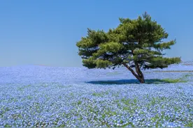 豪宅区少爷疯狂直播、拼命涨粉，瞬间惊醒梦中人：有钱人不仅有钱，还比你努力！图片