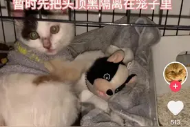 变态男假装领养人，骗猫后带回家虐杀，博主：我亲手把猫送给恶魔图片