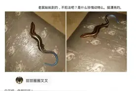 神回复：老鼠板沾到的，不犯法吧？网友神评“自首吧，争取死缓”图片