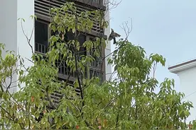 “翥”怎么读？图片