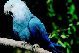 十五种已经很久不见的野生动物图片