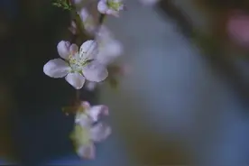 收藏！9首诗词感受诗人笔下的友情～江南无所有，聊赠一枝春图片