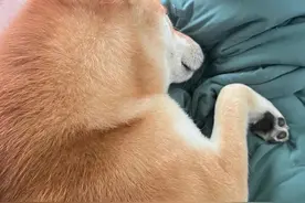 柴犬在高速走丢，被人捡上车开了一千公里，结果主人也是当地的！图片