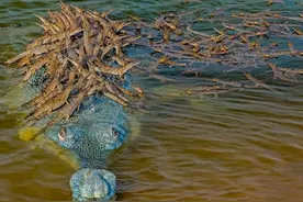 印度恒河鳄幼崽也“嫌水脏”?纷纷爬到父亲背上图片