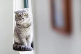 橘猫被狸花暴揍！仍不忘狂吃猫粮，网友:不愧是大橘！图片