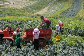 白菜8分，青菜5毛，2022蔬菜行情怎么了？菜农怎么办？图片