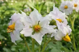 散文 | 叶梓：土豆往事图片