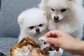 这些食物，博美犬吃了能“变美”，你有喂吗？图片