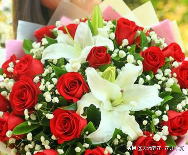 1一100朵玫瑰花代表什么意思,玫瑰花数量的含义 - 冷求网