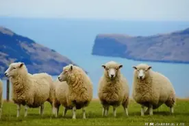 新西兰-地球最后一块净土，一个充满神秘的美丽国度图片