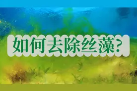 如何去除丝藻？什么是丝藻？丝藻产生的原因图片