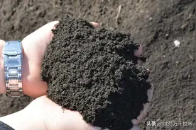 荀子盆景养殖方法和注意事项图片