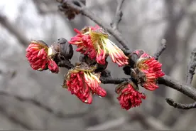 地球上最古老的显花植物：银缕梅开花啦！图片