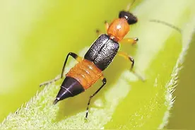 它们是“飞行的硫酸”！遇到这种虫子，千万别拍打！图片