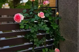 当年的偷花贼，现在如何了？图片