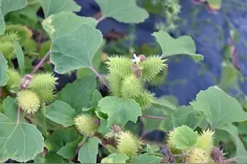 农村常见的这3种“树籽、草籽”，很有用，能解决不少问题图片