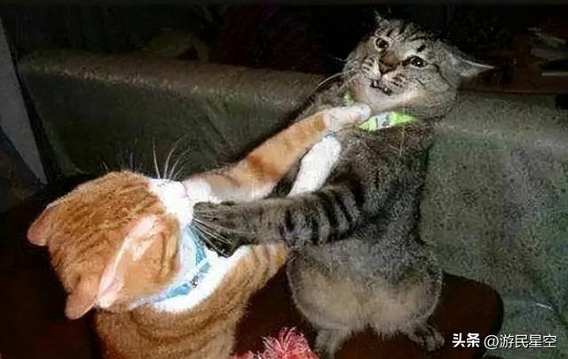 五年不老、厚积薄发 这是《香肠派对》的爆款之路