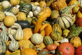 如果不是因为人类“贪吃”，现在随处可见的南瓜，可能早就灭绝了图片