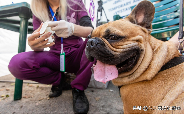 动物急救：如何拯救宠物的生命
