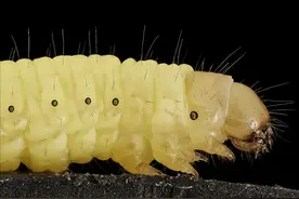 神奇的“酶”可以帮助一种虫子轻松分解塑料图片