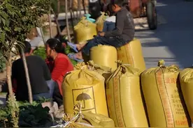 2023年粮补一个人一年多少钱?粮补什么时候下来?图片