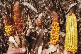 一张图，让你明白了“玉米混播”的真理……图片