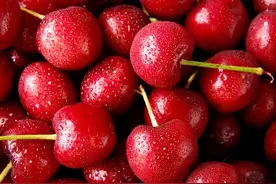 熟了！烟台大樱桃甜蜜上市，一口脆甜会爆汁！图片